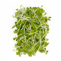 Green Mizuna (Microgreens)
