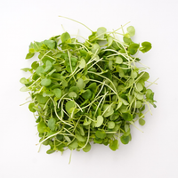 Green Sisho (Microgreens)