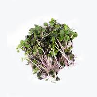Micro Mix (Microgreens)