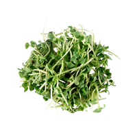 Mustard Greens (Microgreens)