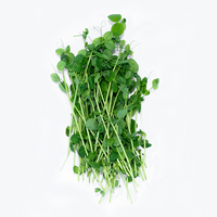 Pea Shoots (Microgreens)