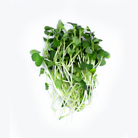 Radish Green (Microgreens)