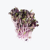 Radish Purple (Microgreens)