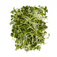 Red Mizuna (Microgreens)