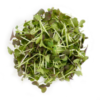 Red Mustard (Microgreens)