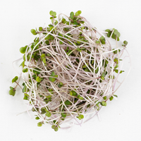 Red Russian Kale (Microgreens)