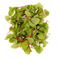 Red Veined Sorrel (Microgreens)