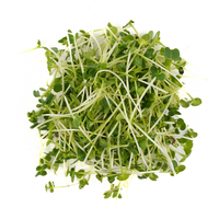 Tatsoi (Microgreens)