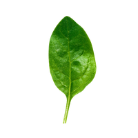 Savoy Spinach
