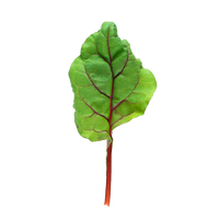 Baby Red Swiss Chard