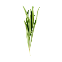 Tarragon