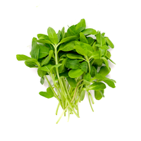 Sunflower (Microgreens)