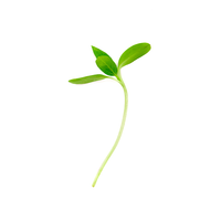 Sunflower (Microgreens)