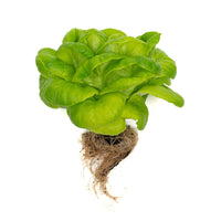 Live Lettuce