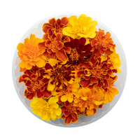 French Marigold (Edible Flowers)