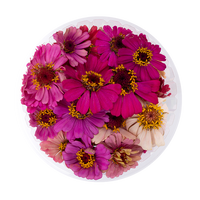 Zinnia  (Edible Flowers)
