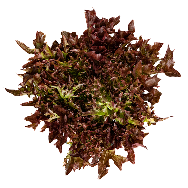 Red Frisee