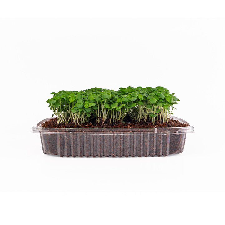 Genovese Basil (Live Microgreens)