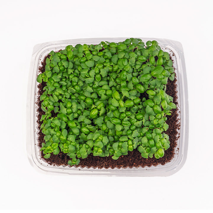 Genovese Basil (Live Microgreens)