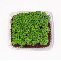 Genovese Basil (Live Microgreens)