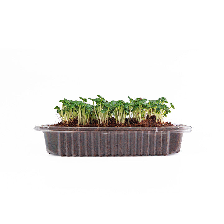 Green Shiso (Live Microgreens)