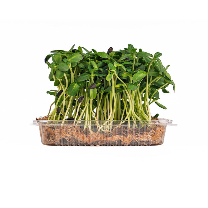 Micro Sunflower (Live Microgreens)