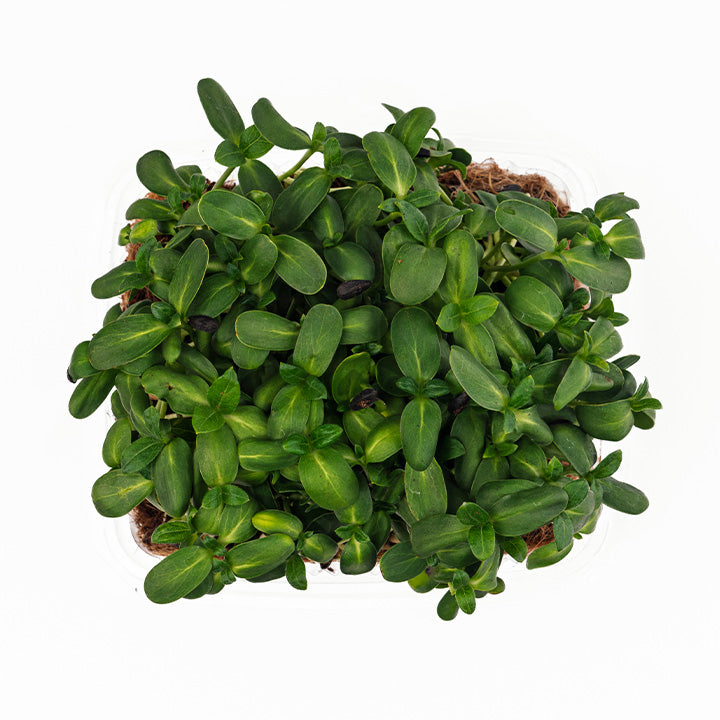 Micro Sunflower (Live Microgreens)