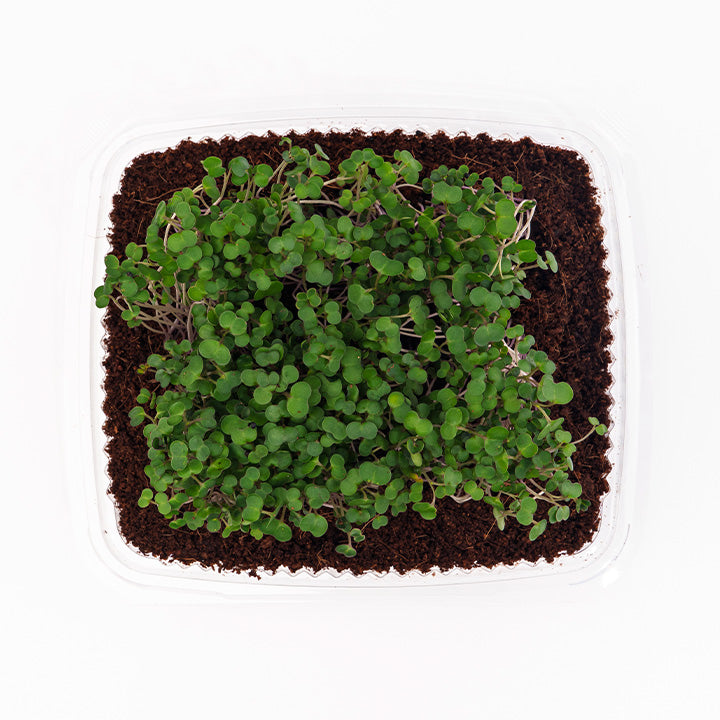Red Russian (Live Microgreens)