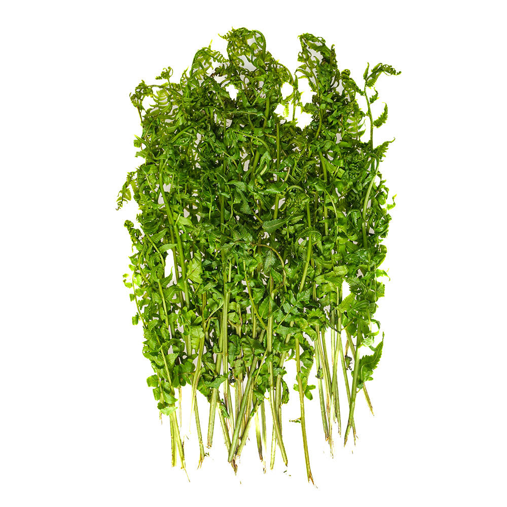 Pako (Edible Ferns)