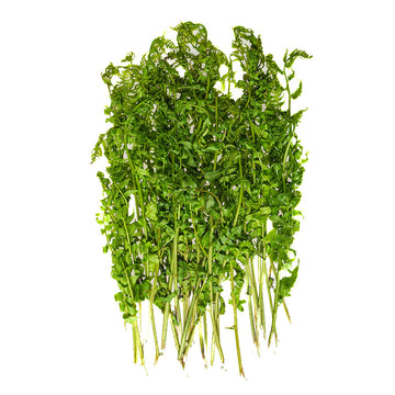 Pako (Edible Ferns)