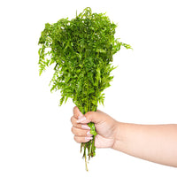 Pako (Edible Ferns)