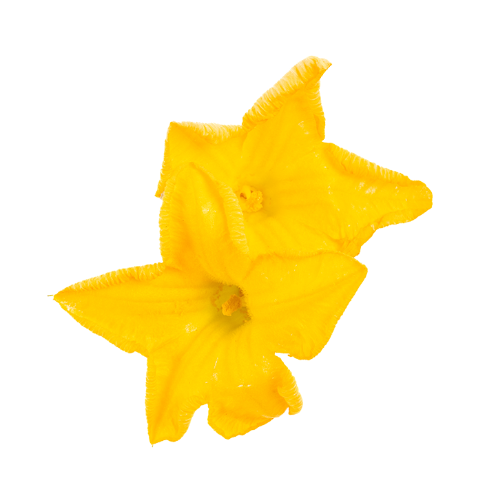 Butternut Squash (Edible Flowers)