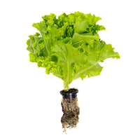 Live Lettuce