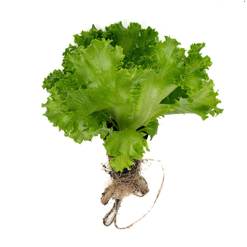 Live Lettuce