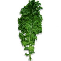 Baby Kale (Pack)