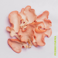 Pink Oyster (Fresh Mushrooms)