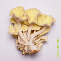 Yellow Oyster (Fresh Mushrooms)
