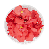 Begonia (Edible Flowers)