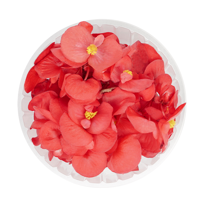 Begonia (Edible Flowers)