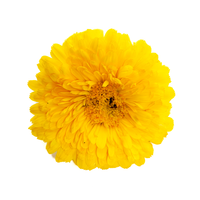 Calendula (Edible Flowers)
