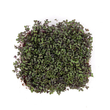 Red Cabbage (Live Microgreens)