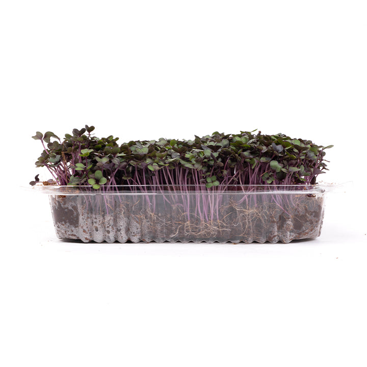 Red Cabbage (Live Microgreens)