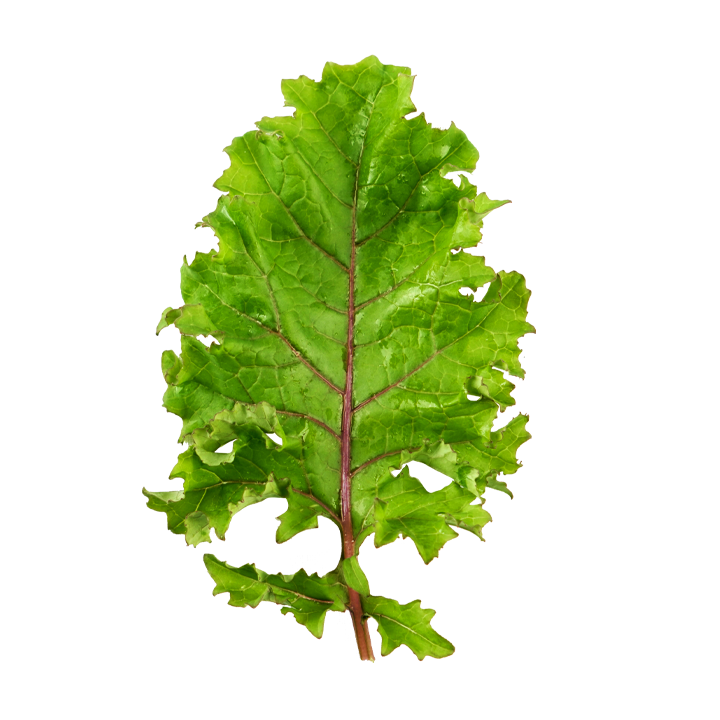 Red Veined Baby Kale (Pack)