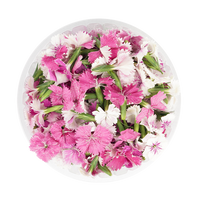 Sweet William (Edible Flowers)